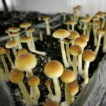 psilocybin mushroom spores