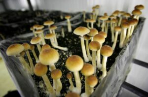 psilocybin mushroom spores