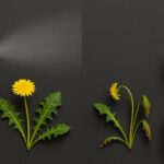 Glyphosate