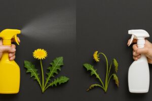 Glyphosate
